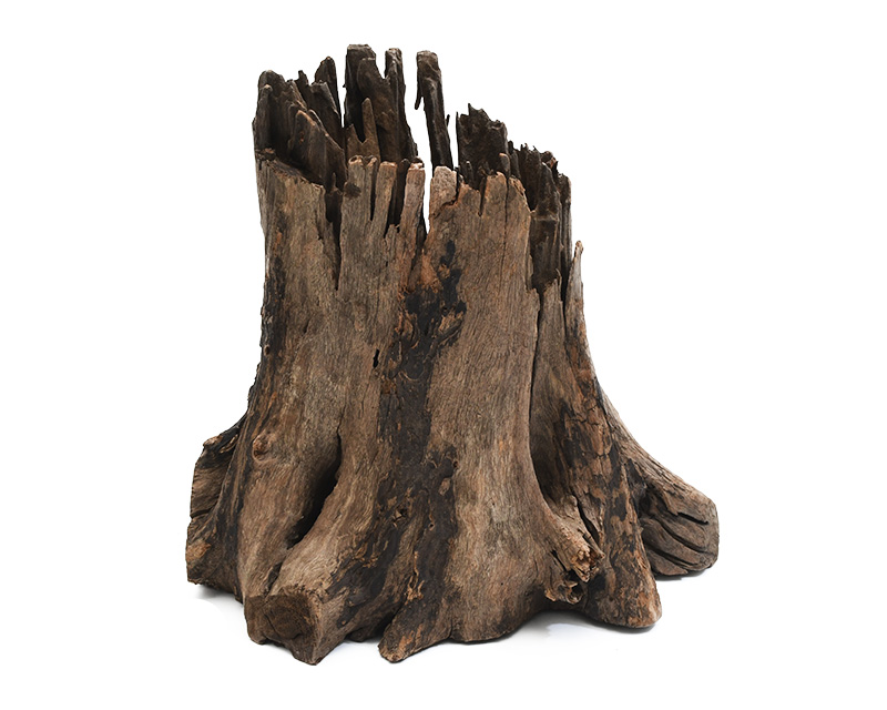 タイ産天然流木 ツリーボトムウッド XLサイズ