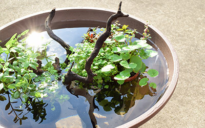 水草の島使用例