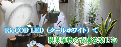 カミハタオンライン「観葉植物での使用例」ページへ