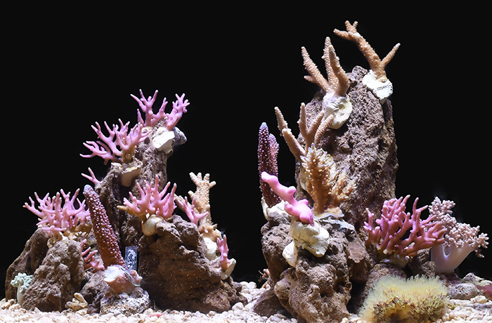 サンゴ水槽1
