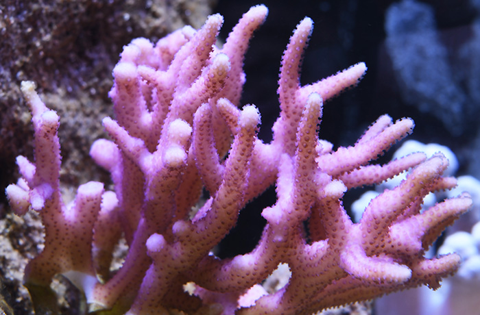 サンゴ水槽3