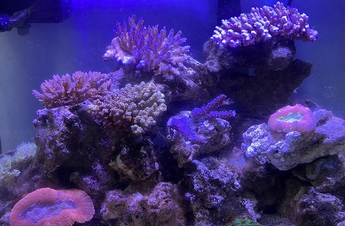 サンゴ水槽8