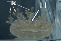 クラゲのエサ 海水用品 神畑養魚株式会社