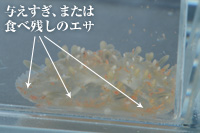 クラゲのエサ 海水用品 神畑養魚株式会社