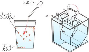 エサの与え方