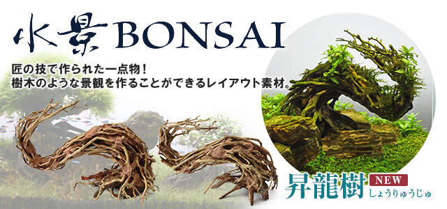 水景BONSAI