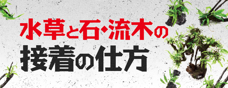 カミハタオンライン「水草と石・流木の接着の仕方」ページへ