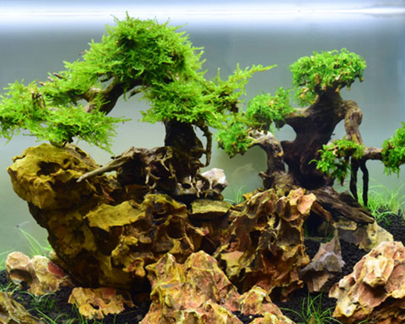 bucephalandra kisii+インドネシアの石[活着水上葉]+apple-en.jp