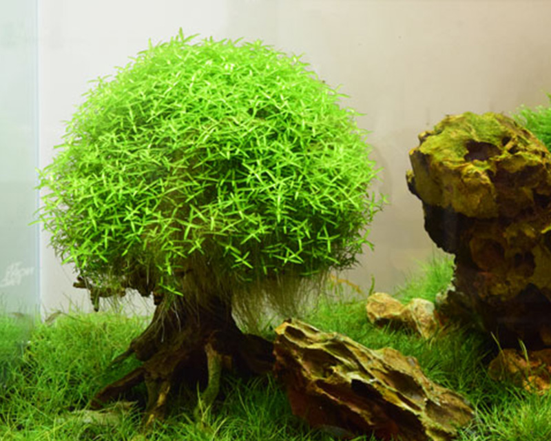 水景bonsai 石 流木 神畑養魚株式会社