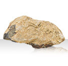 アクアリウムロック 特大サイズ　木化石