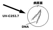 UV－C253.7nmと病原菌