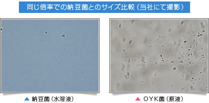 同じ倍率での納豆菌とのサイズ比較（当社にて撮影）