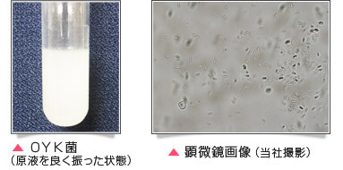 同じ倍率での納豆菌とのサイズ比較（当社にて撮影）