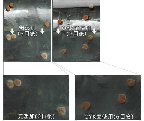 カビの抑制（当社試験）